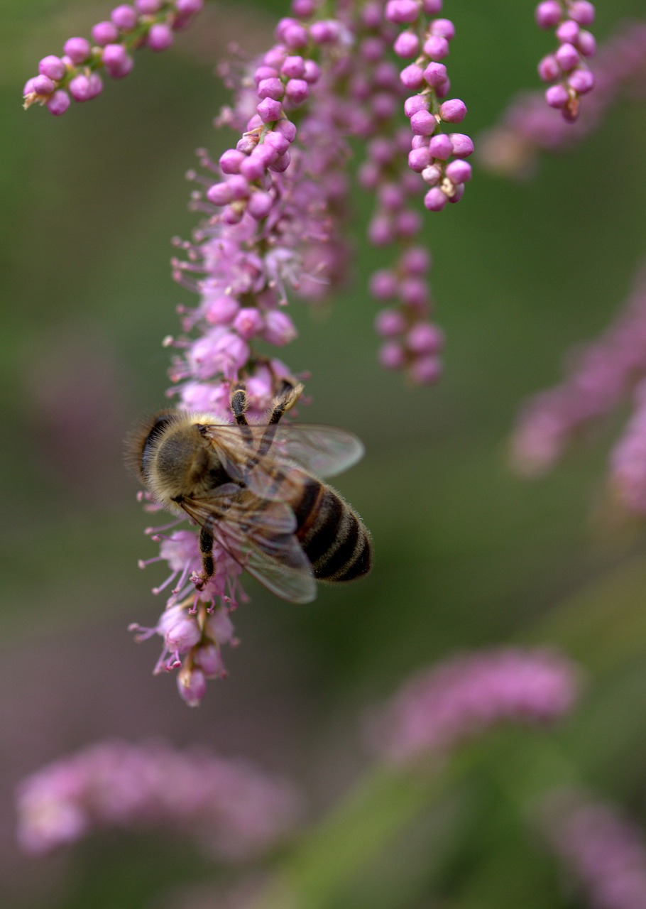 bee casey flowers free photo