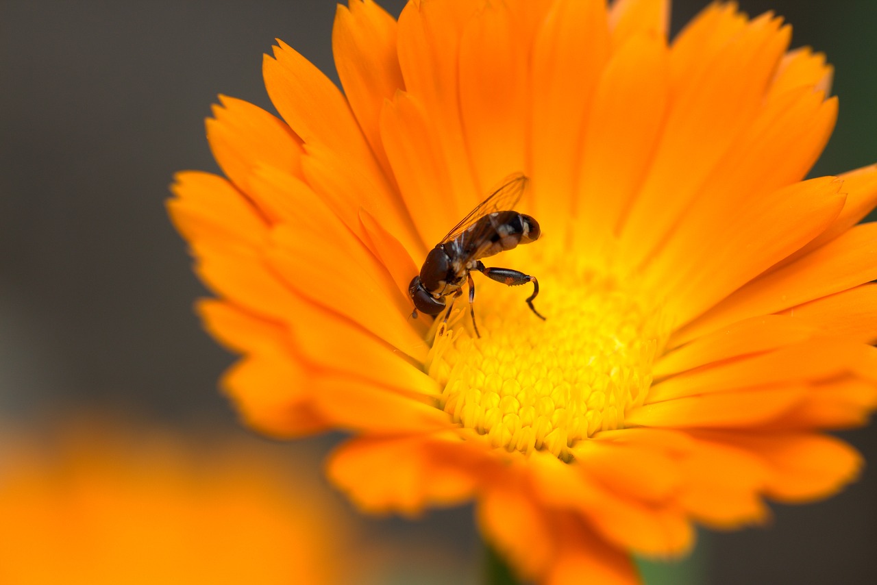 bee flower calendula free photo