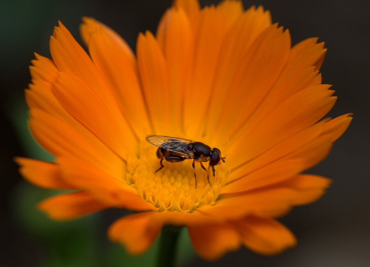 bee flower calendula free photo