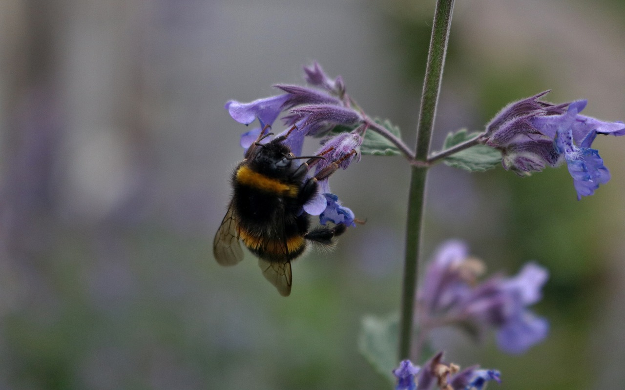 bee nature honey free photo