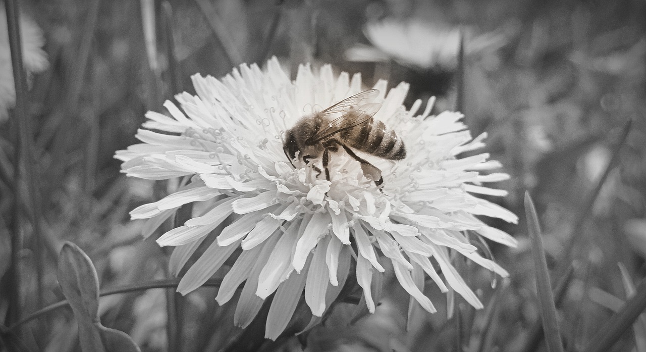 bee sonchus oleraceus nectar free photo