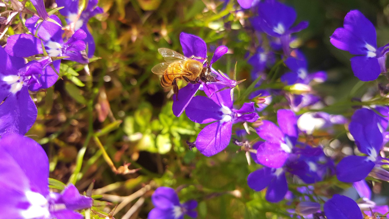 bee nature flowers free photo