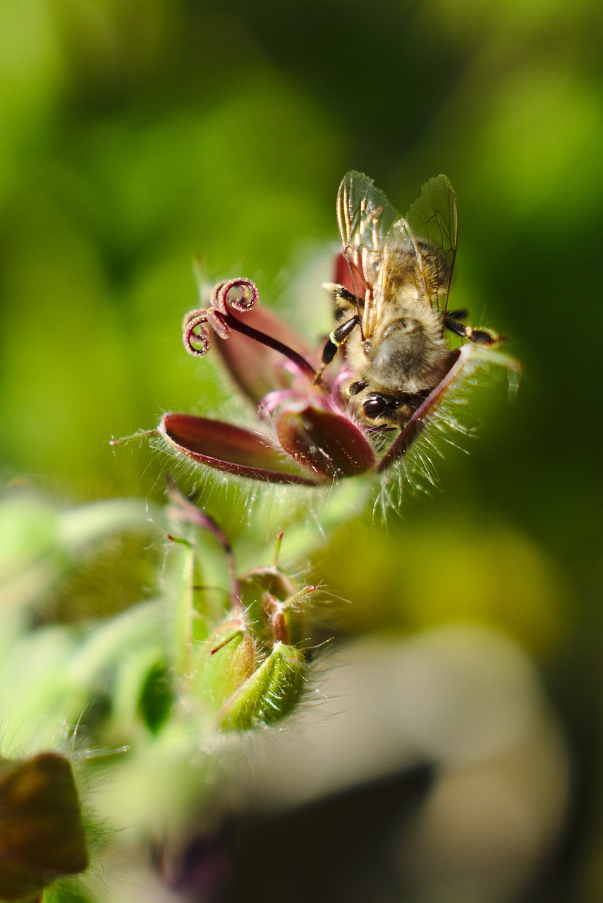 bee flower macro free photo