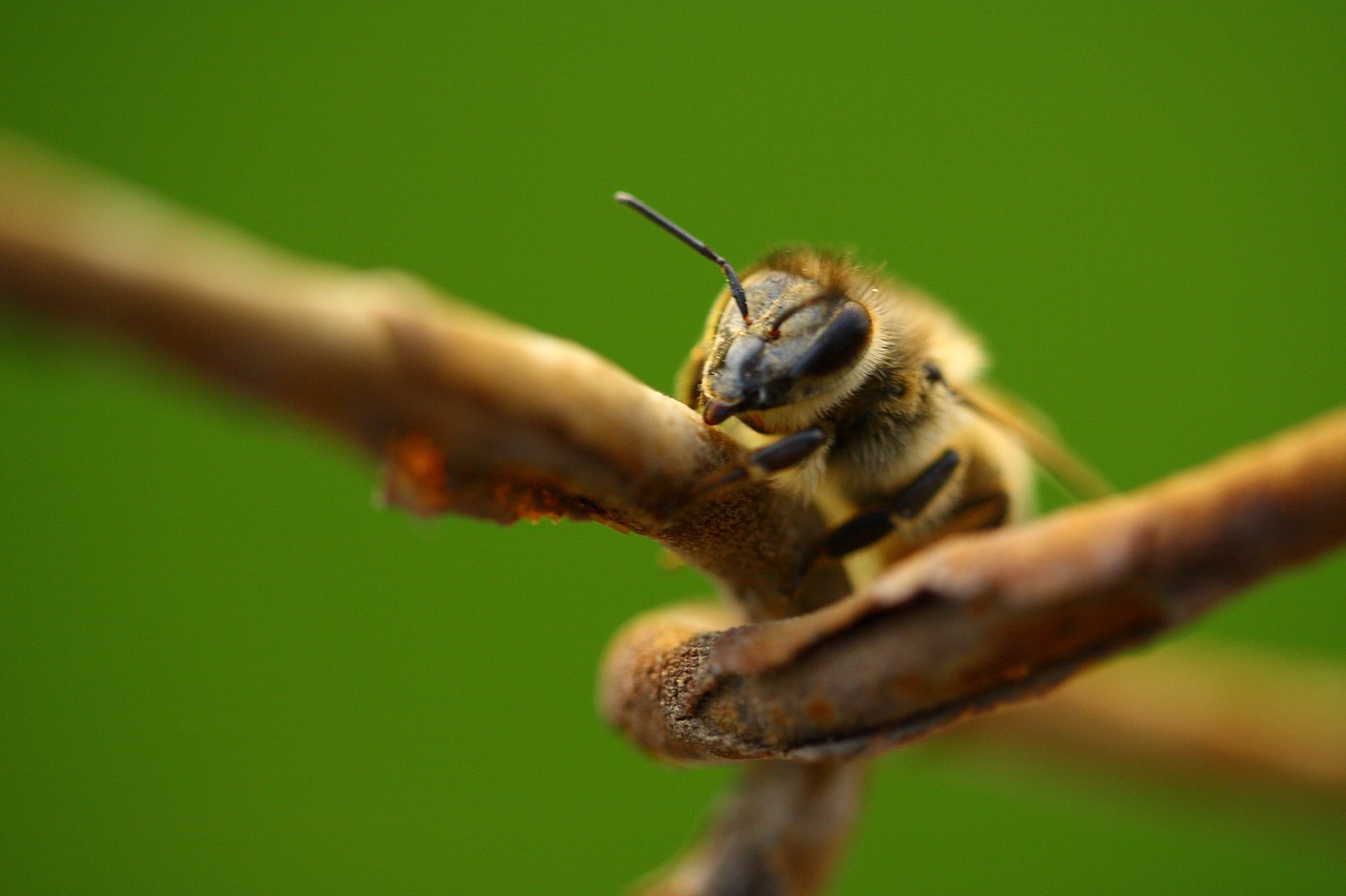 bee macro animal free photo