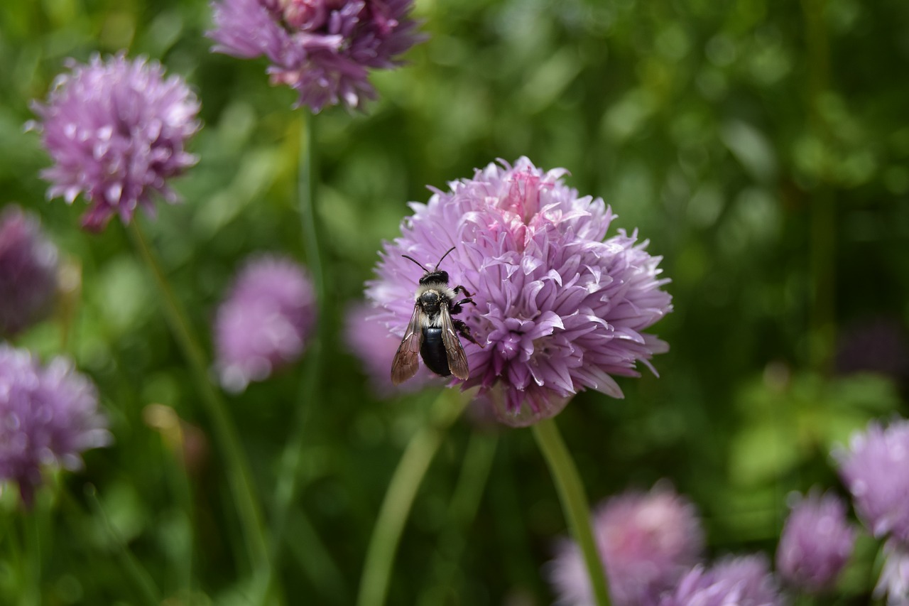 bee chives flower free photo