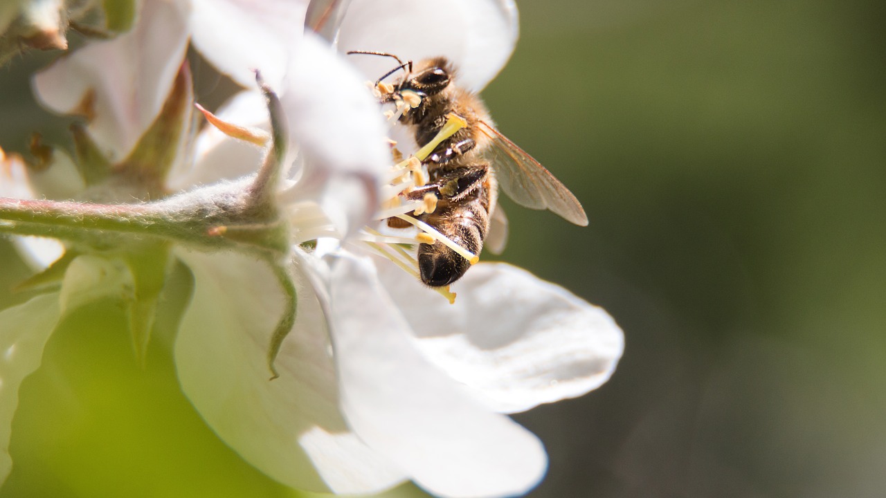 bee blossom bloom free photo