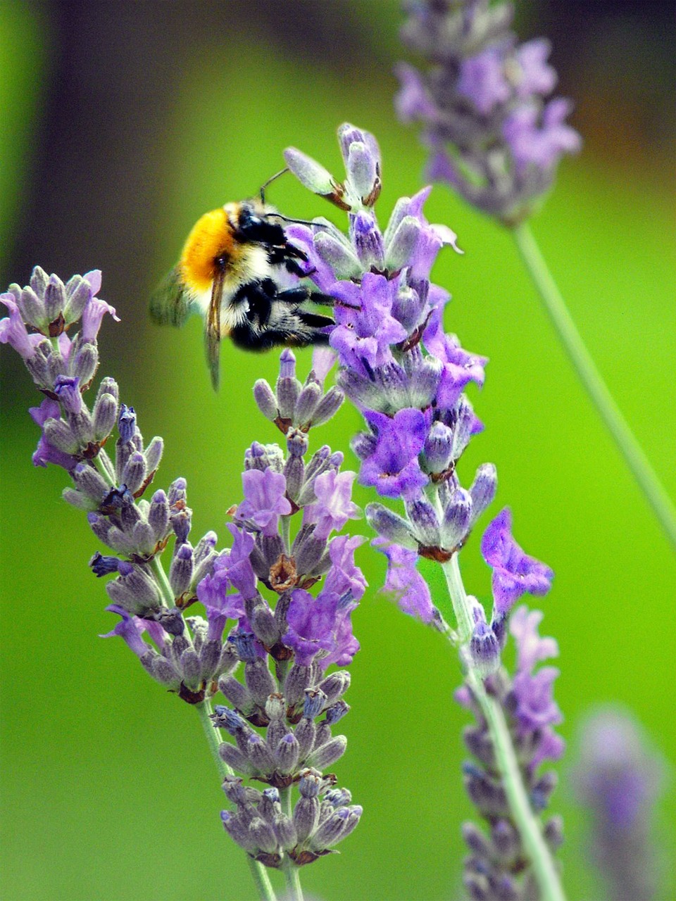 bee bumblebee lavender free photo