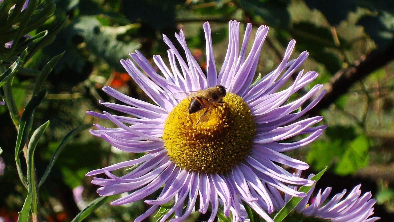 bee bjola flower bed free photo