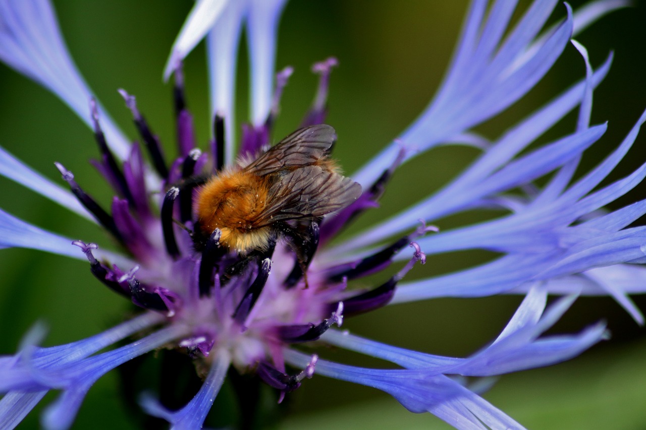 bee flower nature free photo