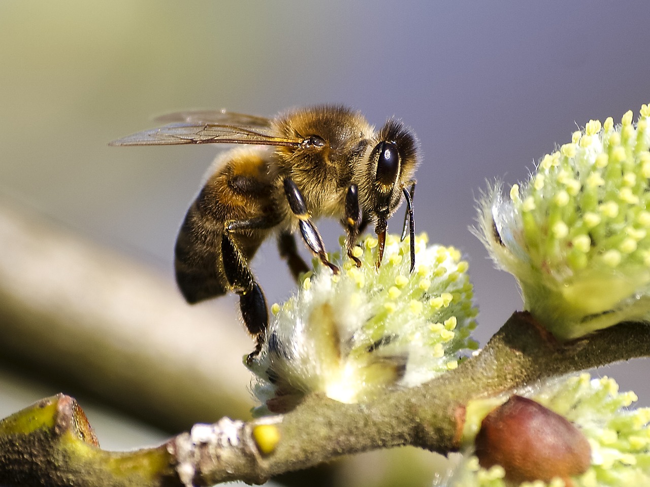 bee honey bee nature free photo