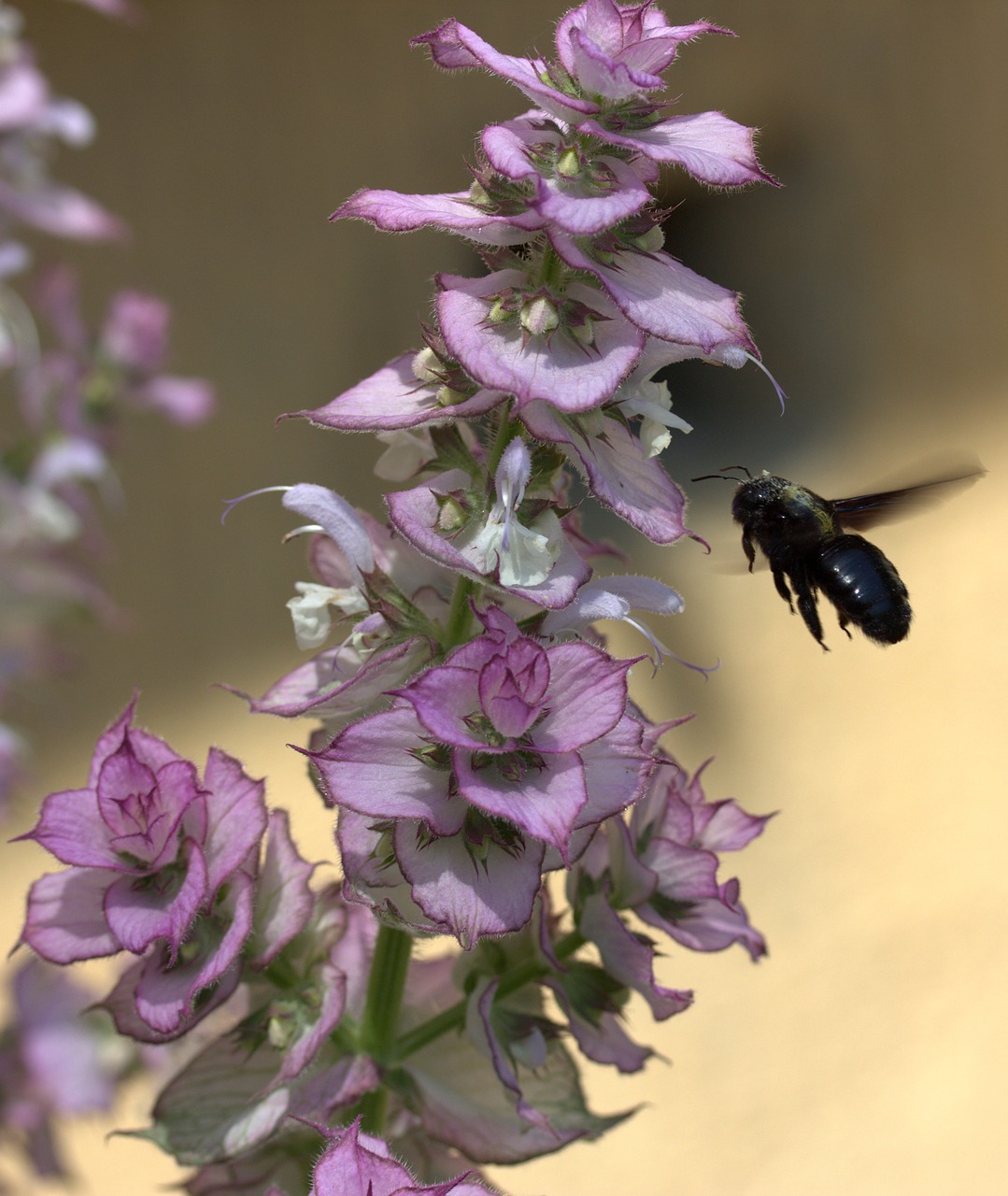 bee flight pollination free photo