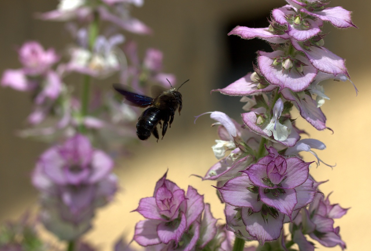 bee flight pollination free photo