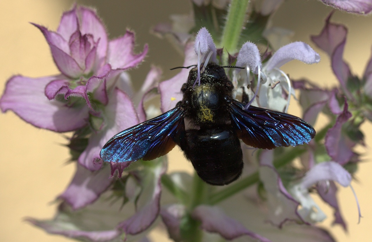 bee flight pollination free photo