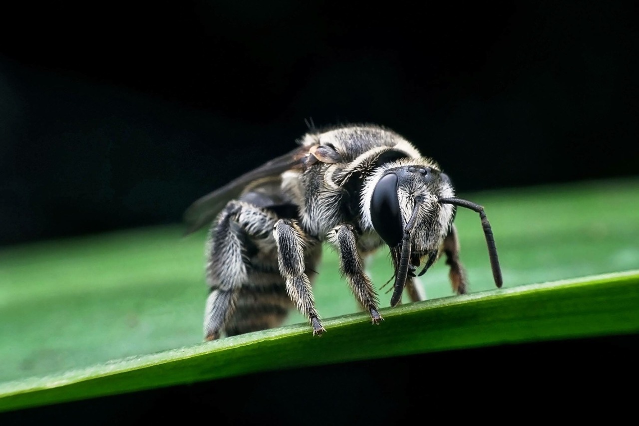 bee autumn leaves animals free photo