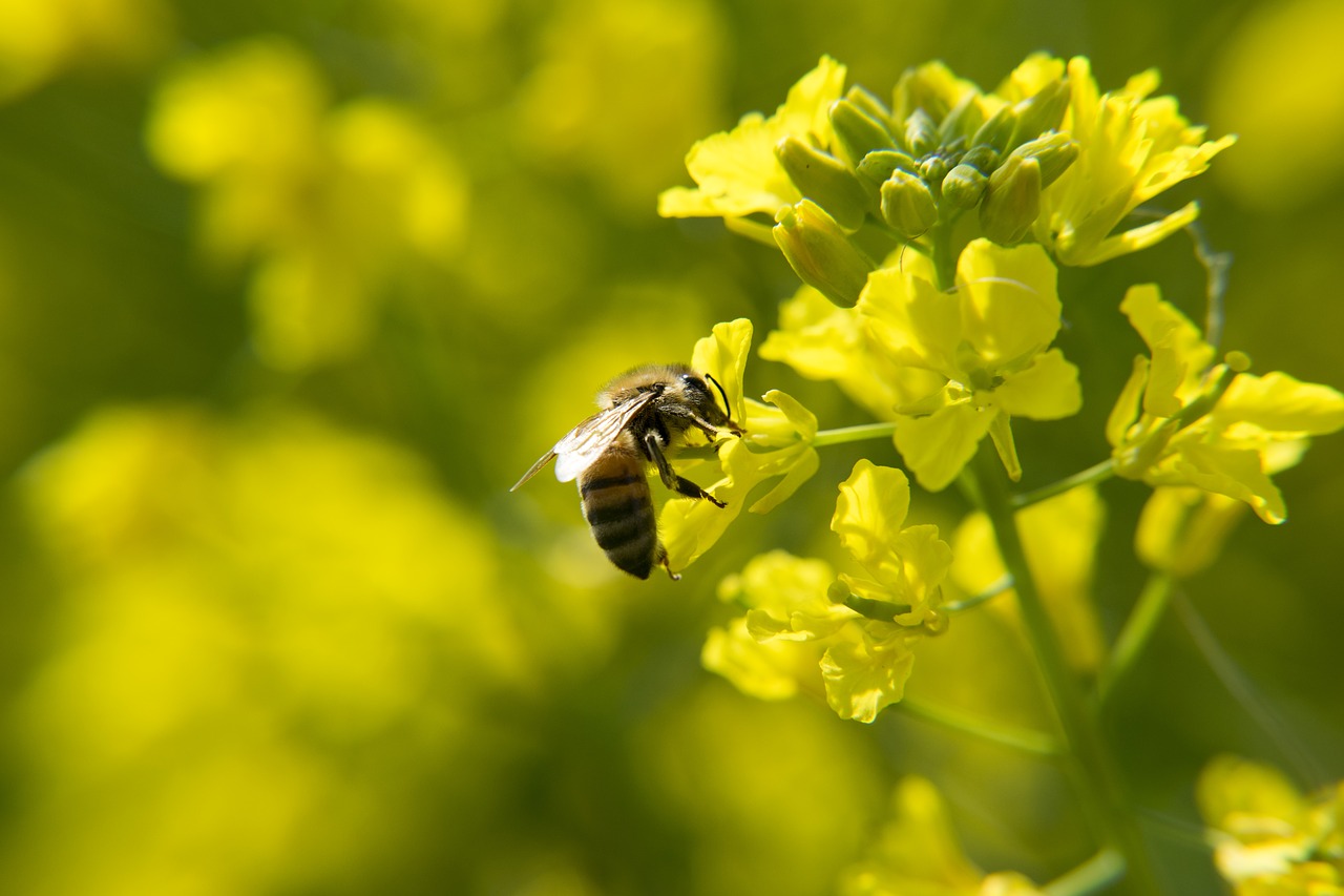 bee rape insect free photo