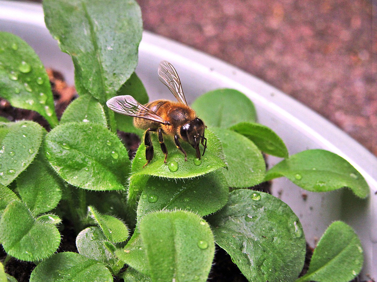 bee wings bug free photo