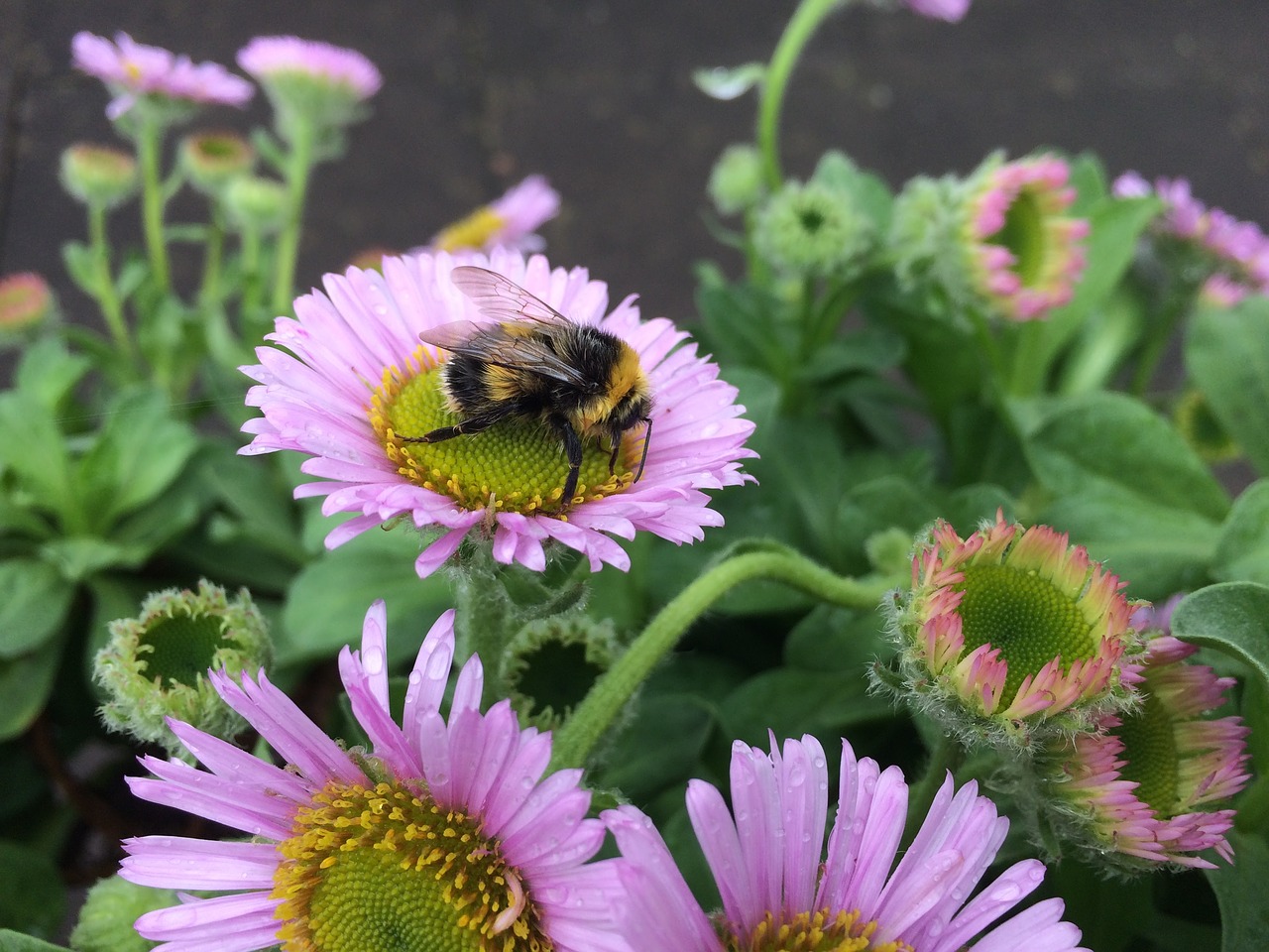 bee flower insect free photo