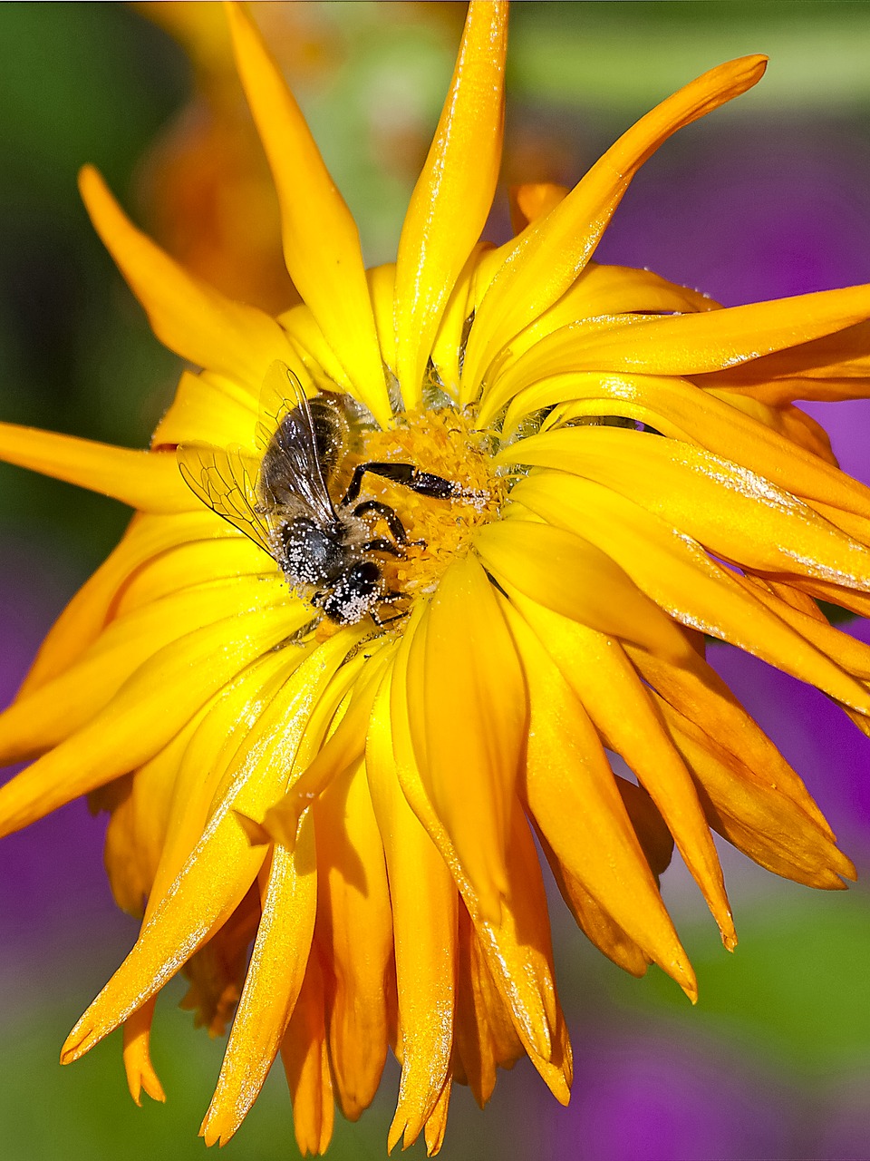 bee honey bee flower free photo