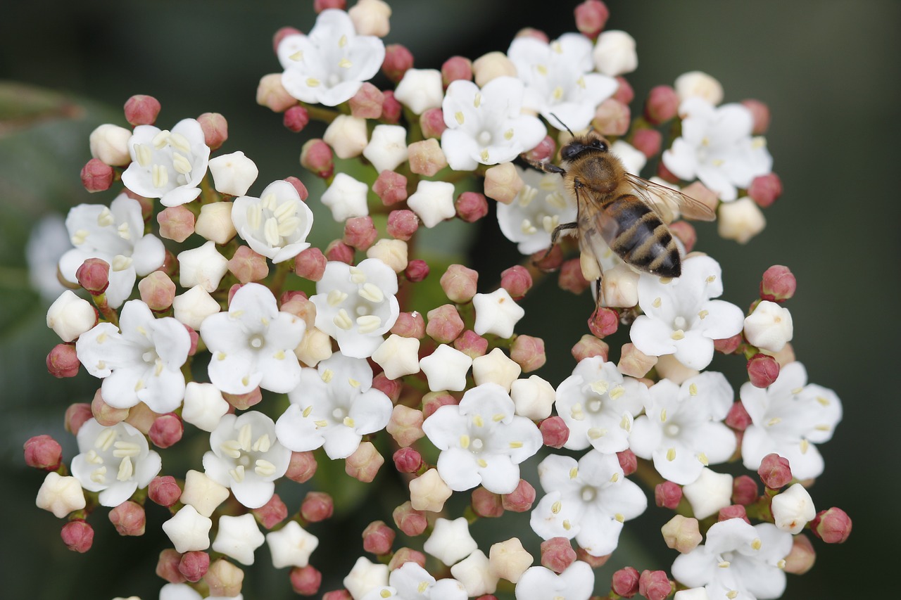 bee flower nature free photo