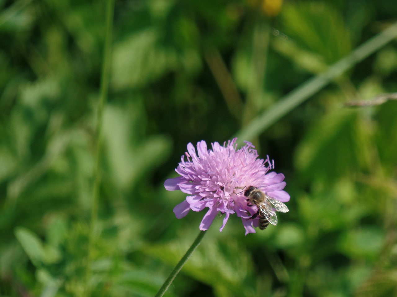 bee flower nature free photo