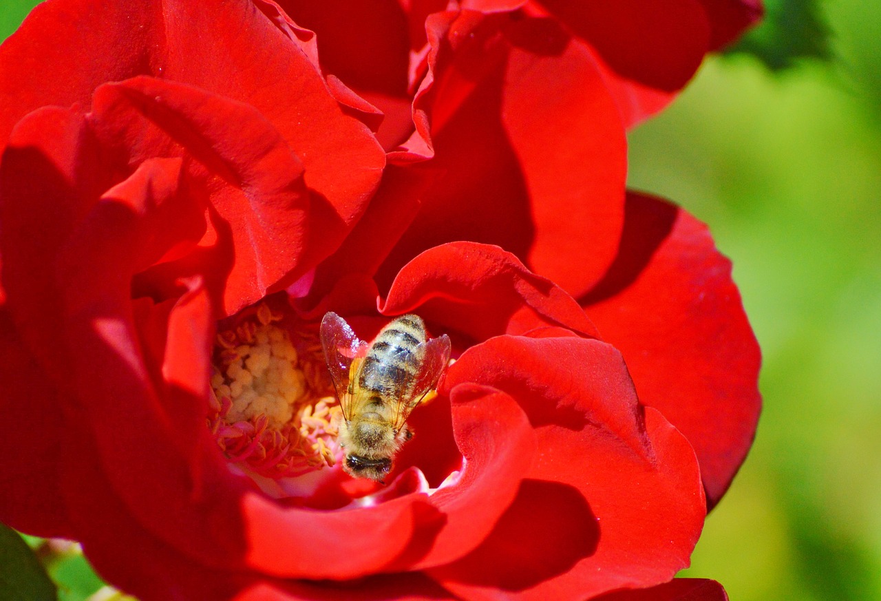 bee insect blossom free photo