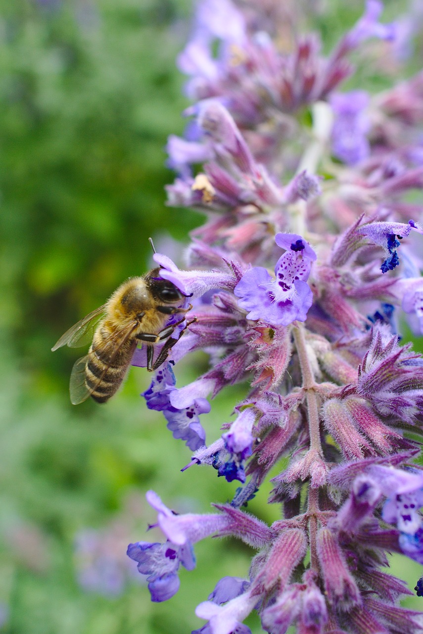 bee flower purple free photo