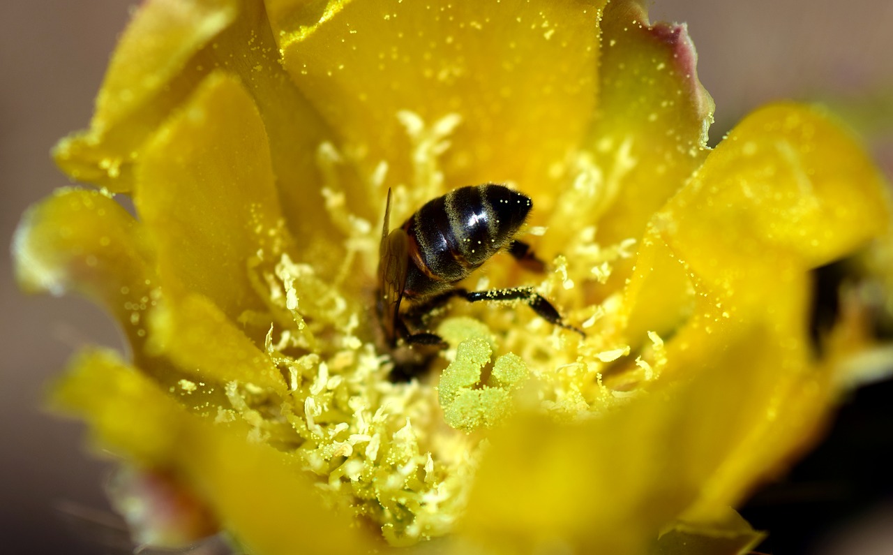 bee prickly pear cactus blossom free photo