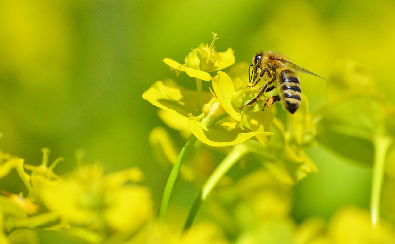 bee insect blossom free photo