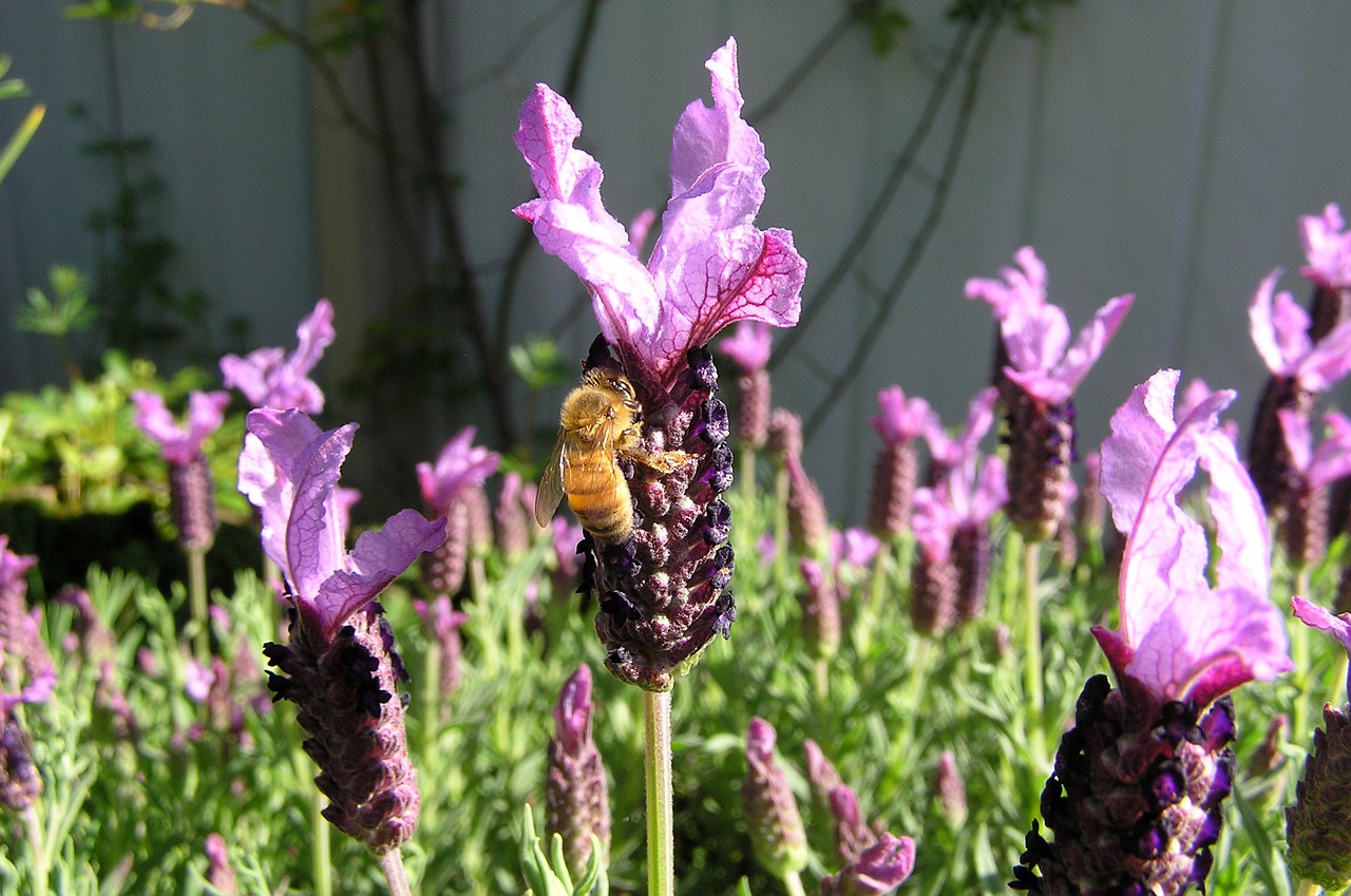 bee on lavender free photo