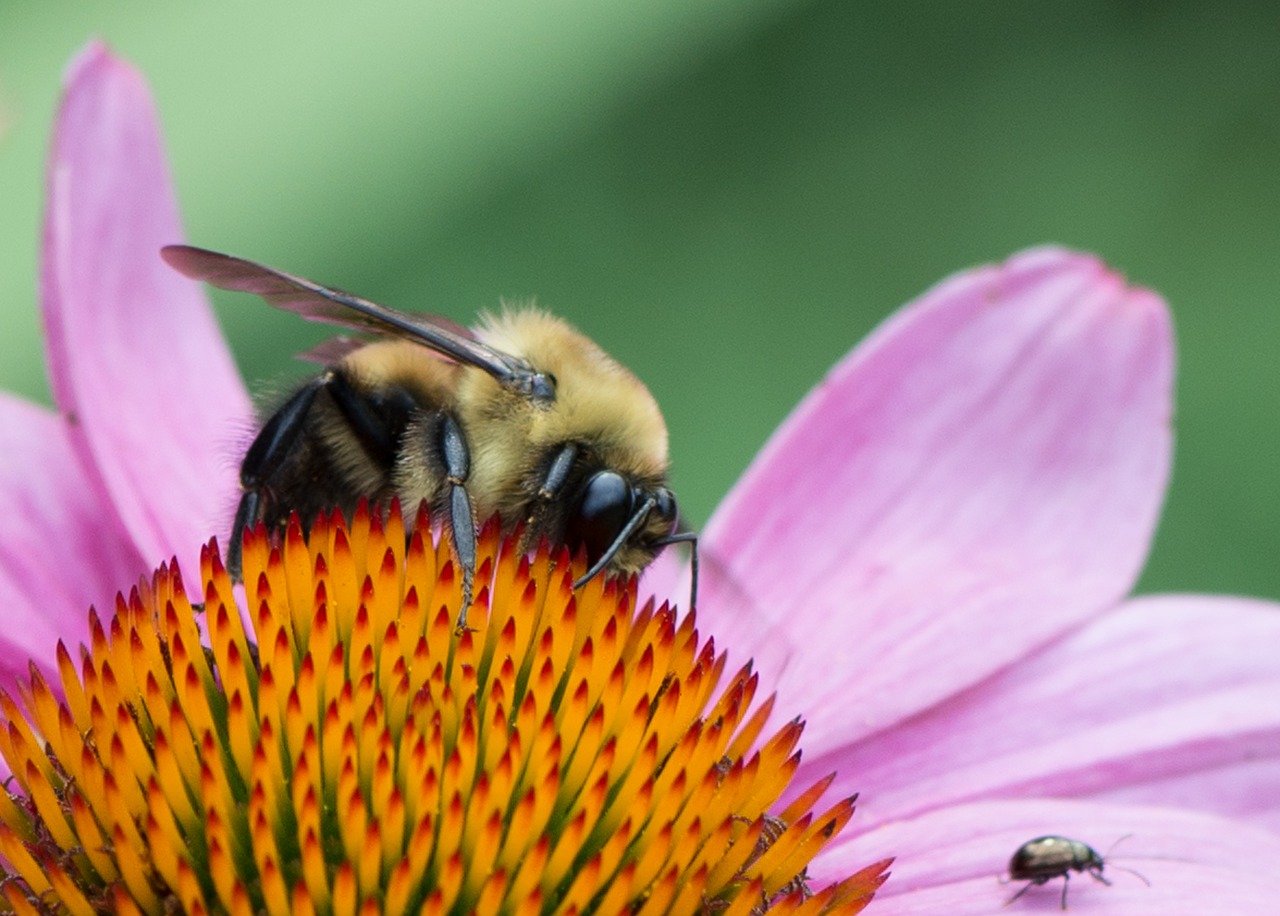 bee flower pink free photo