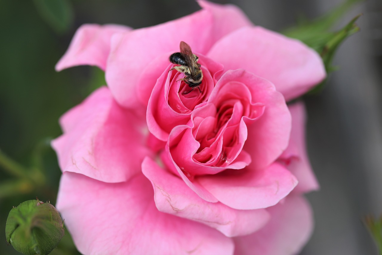 bee rose flower free photo