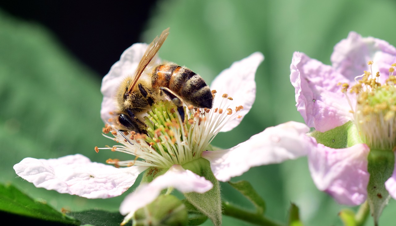 bee blackberry sprinkle free photo