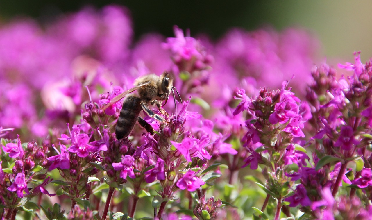 bee insect close free photo