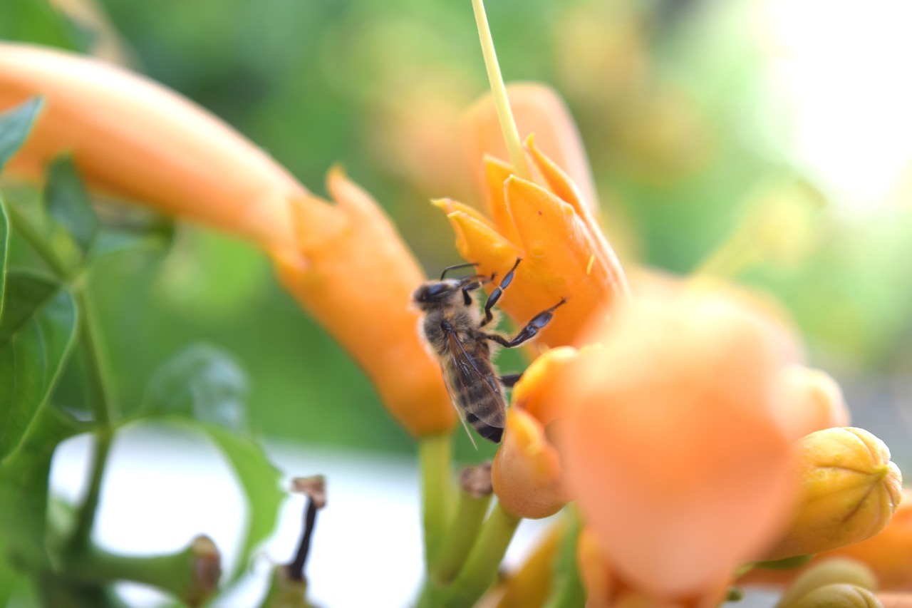 bee flower sun free photo