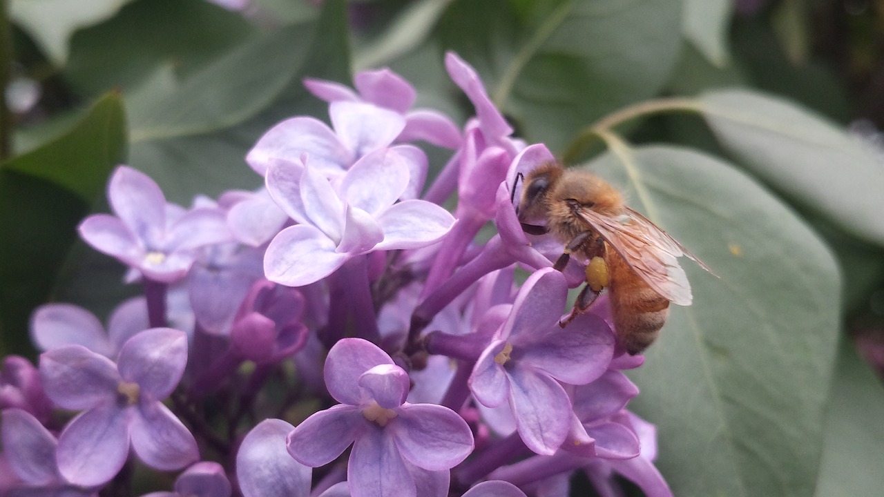 bee lilac pollen free photo