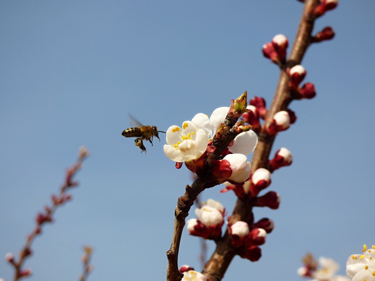 bee flower apricot free photo