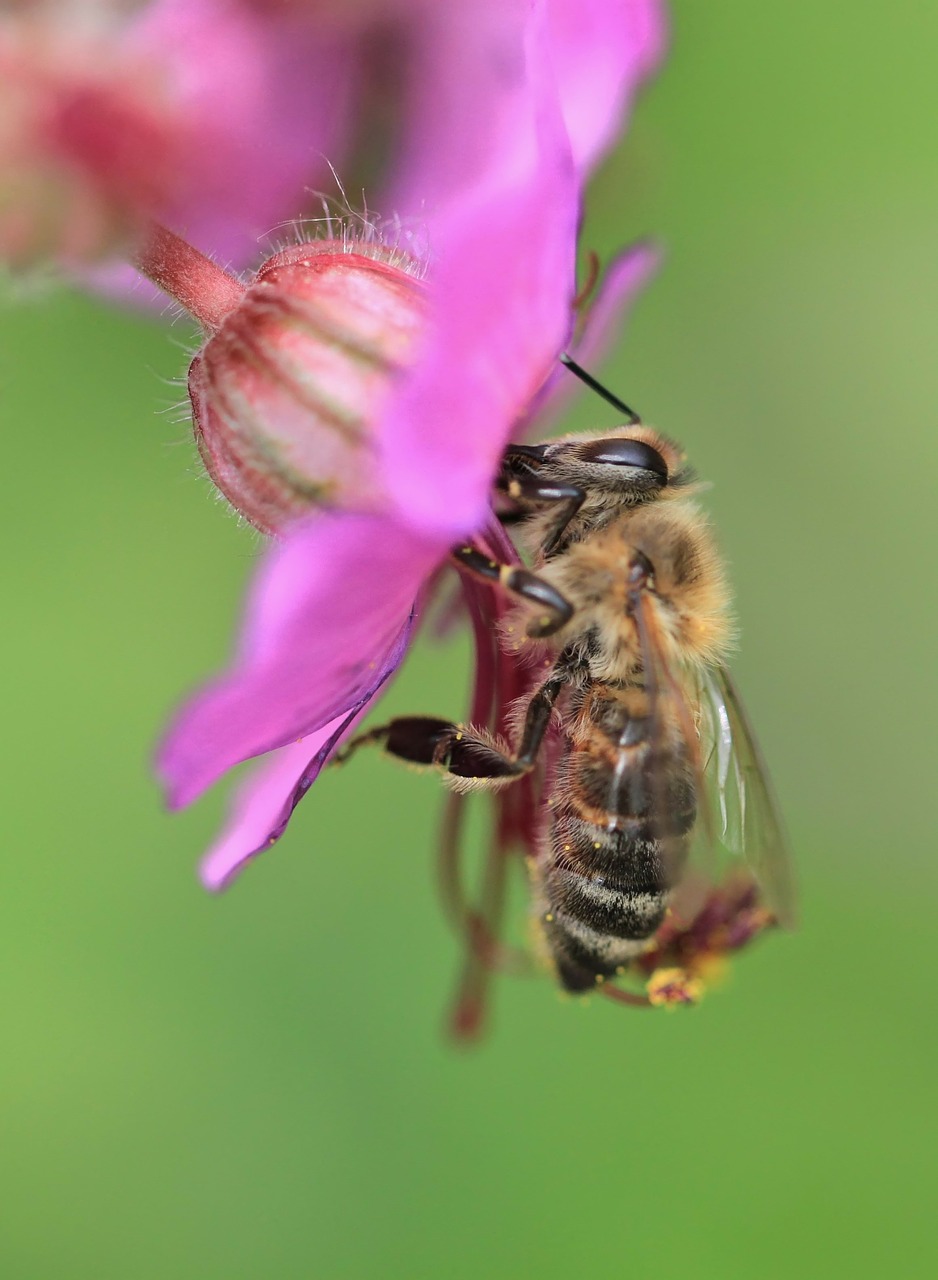 bee macro flower free photo