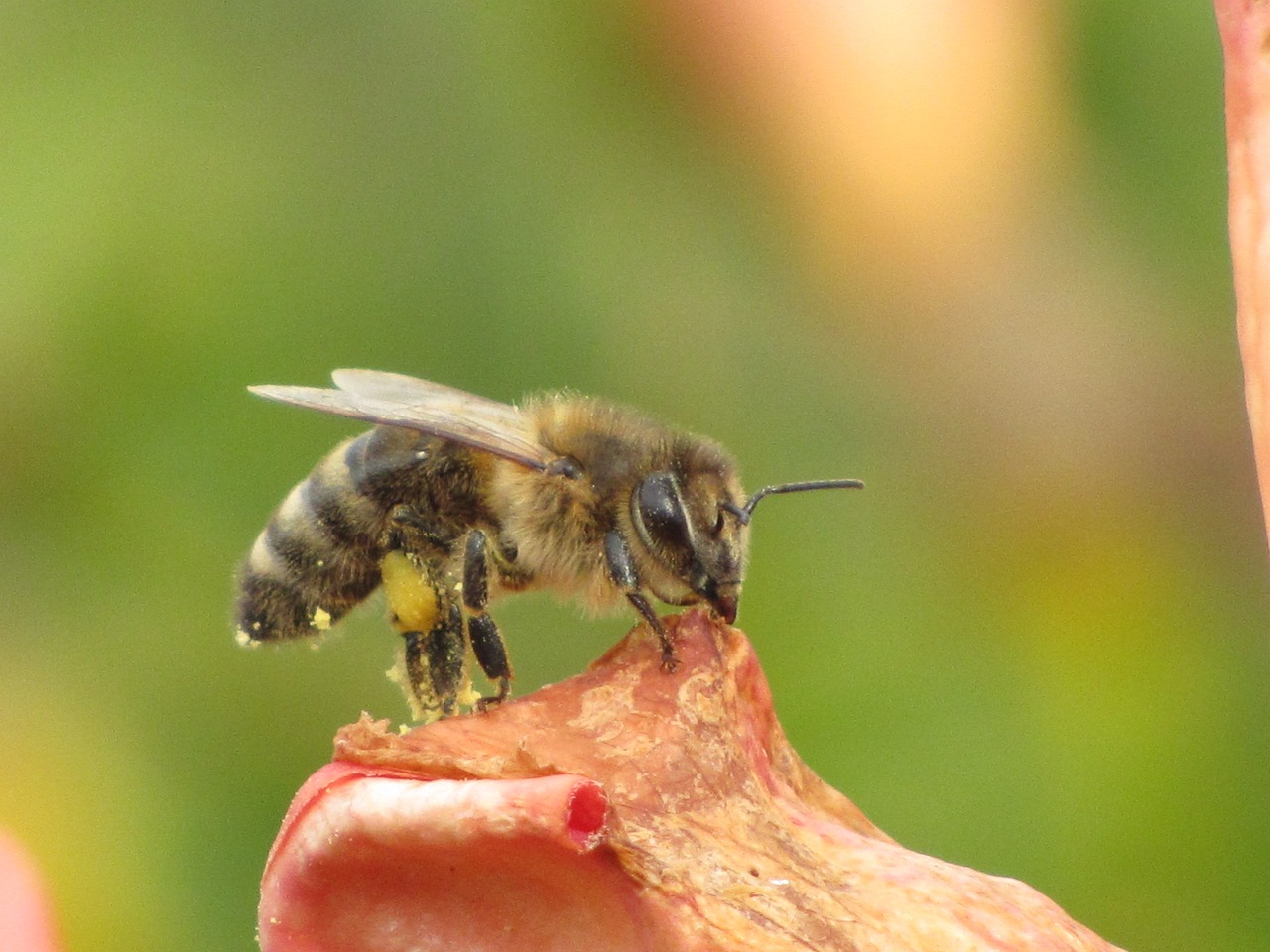 bee blossom bloom free photo