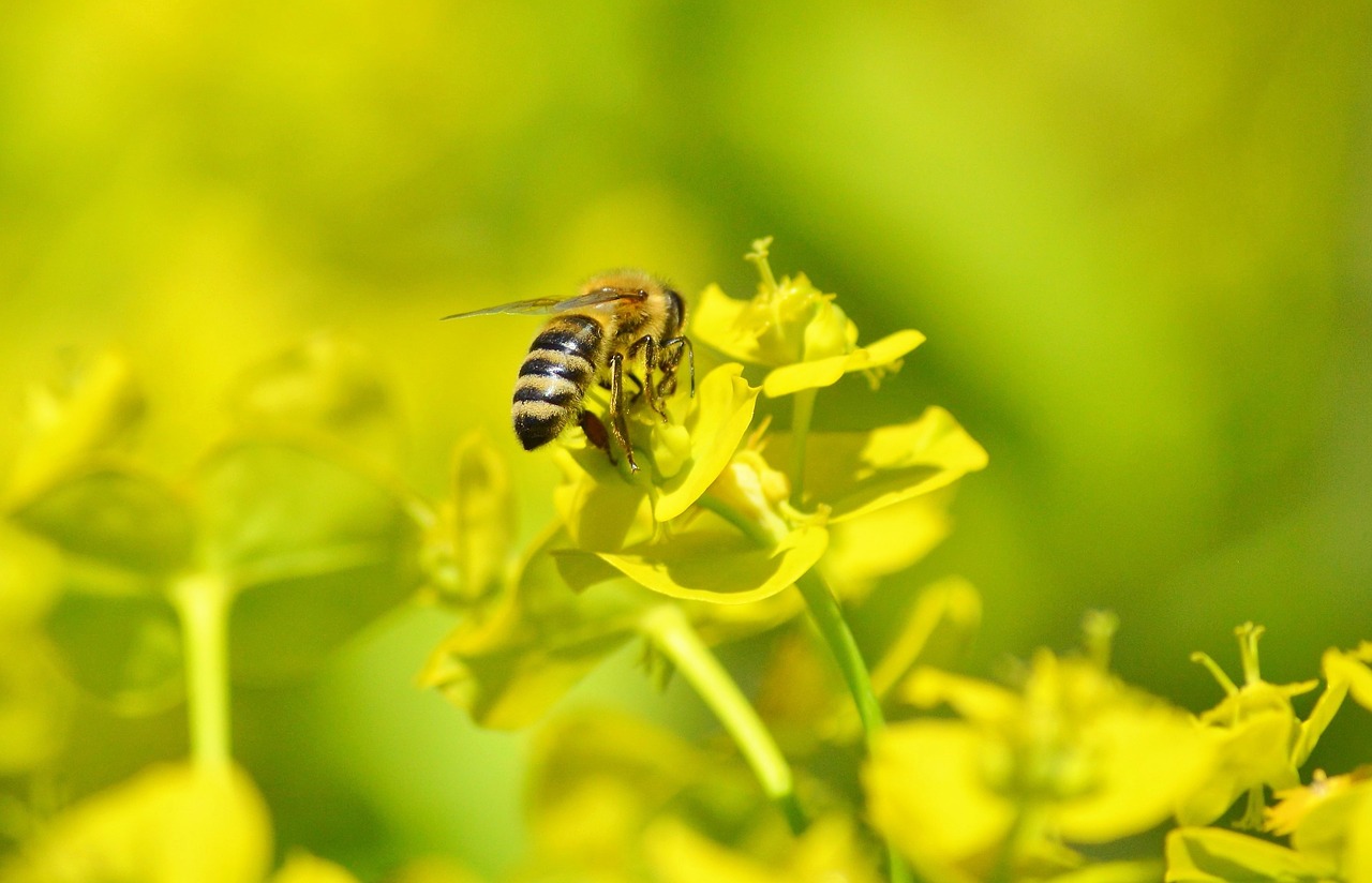 bee insect blossom free photo