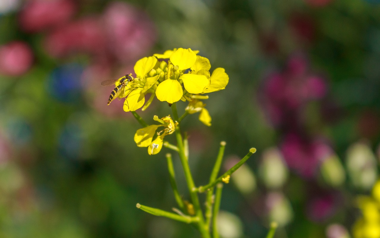 bee flower close free photo