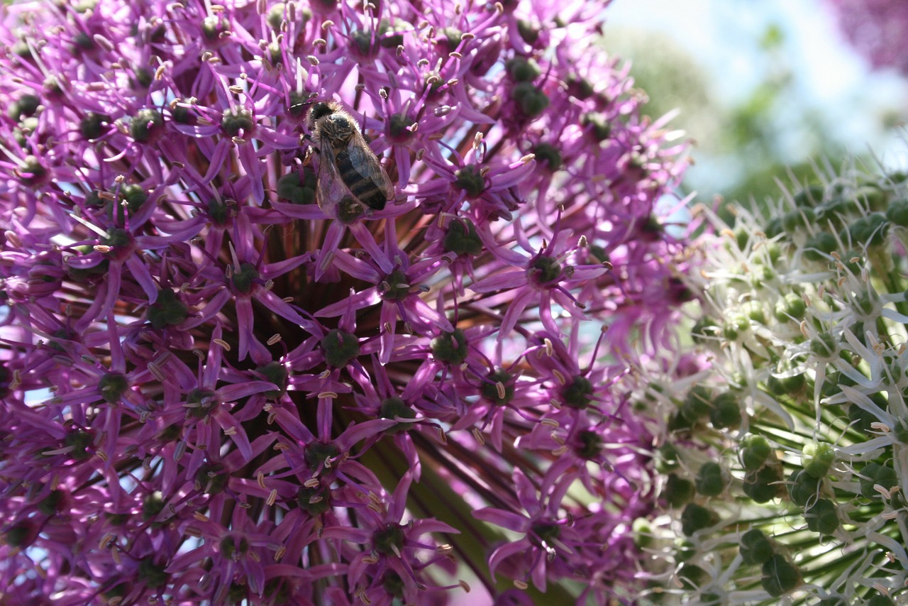 bee blossom bloom free photo