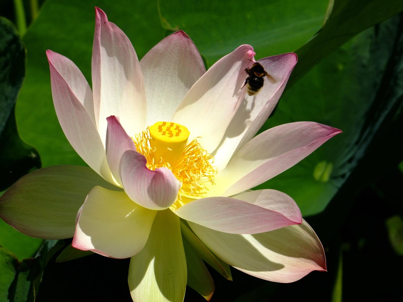 bee nature waterlily free photo