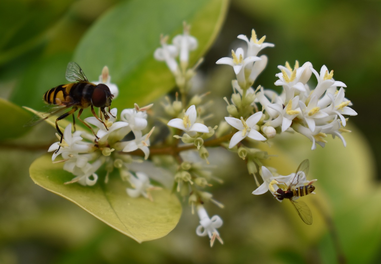 bee bees flower free photo