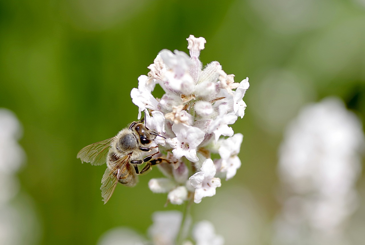 bee flower pollinate free photo