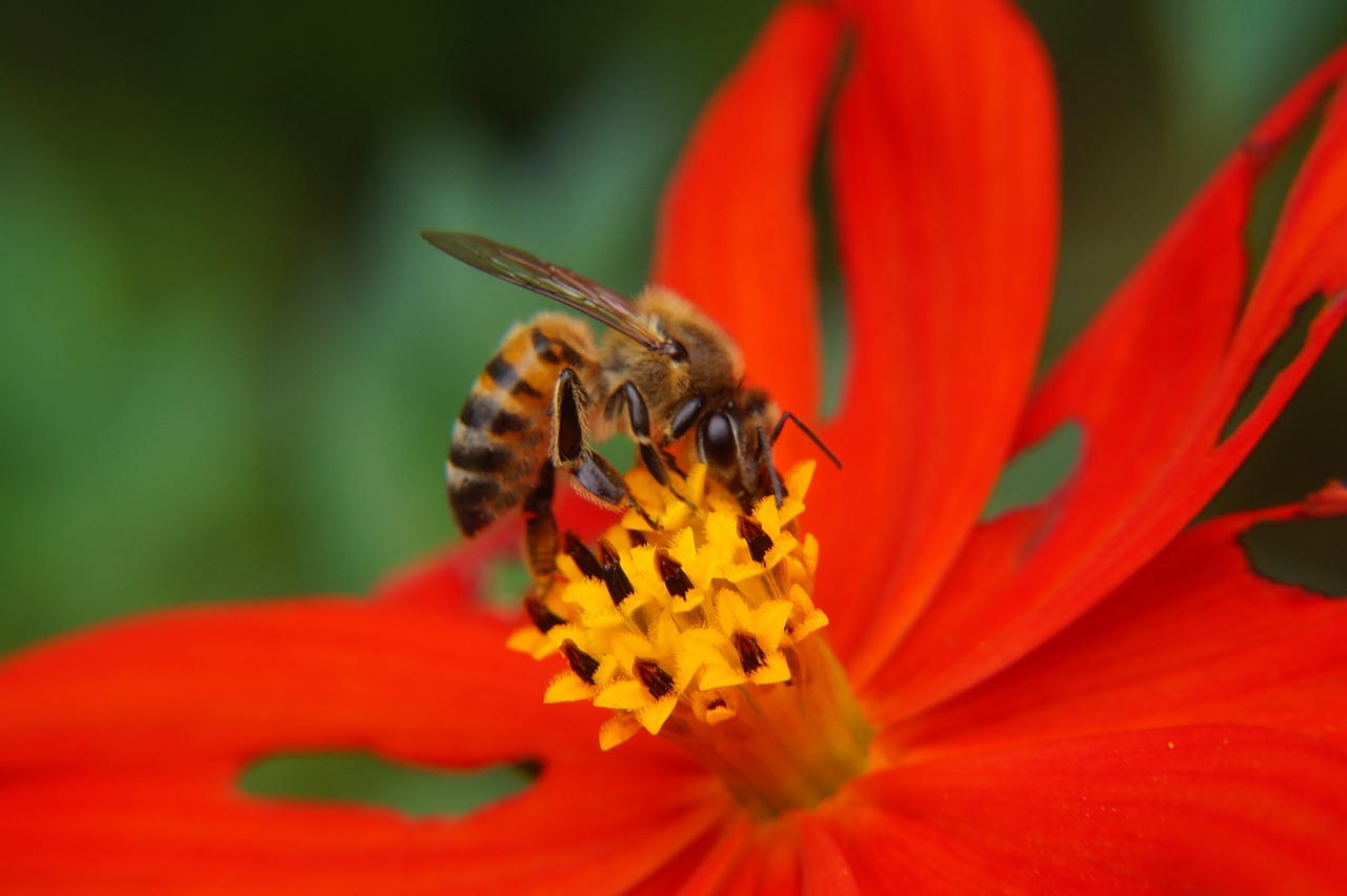bee pollination pollen free photo