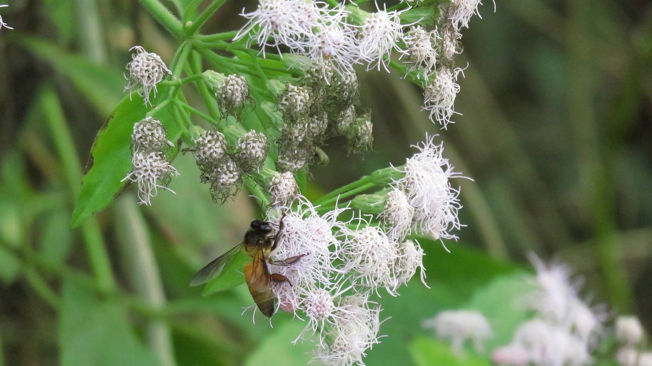 bee flower honey free photo