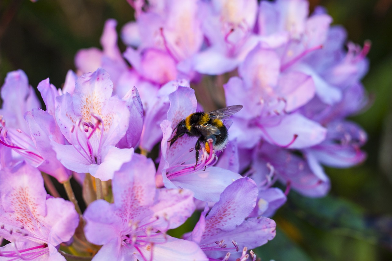 bee nature plant free photo