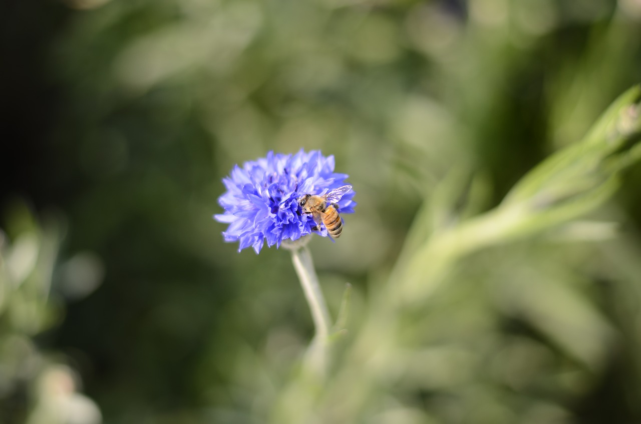 bee flower plant free photo