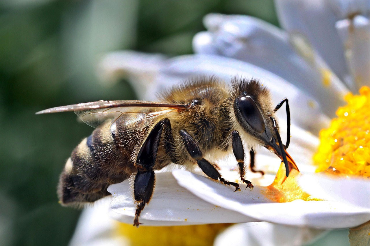 bee macro close free photo