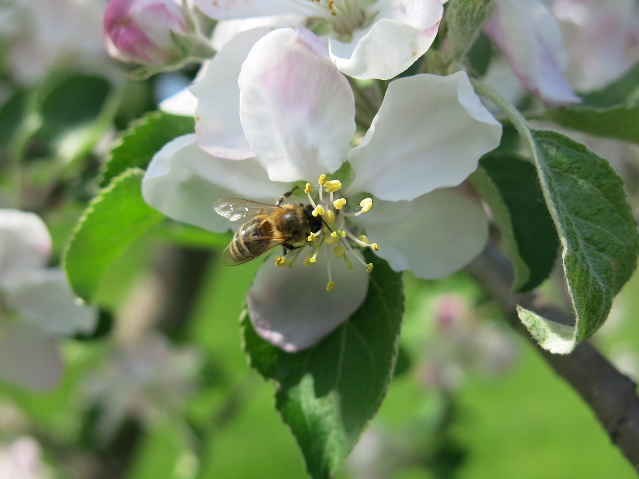 bee blossom apple free photo